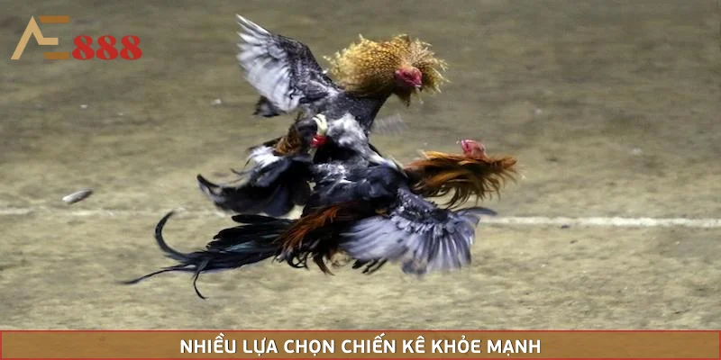 Hãy chú ý tới các chiến kê