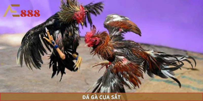 Cựa sắt mang đến sát thương cực khủng