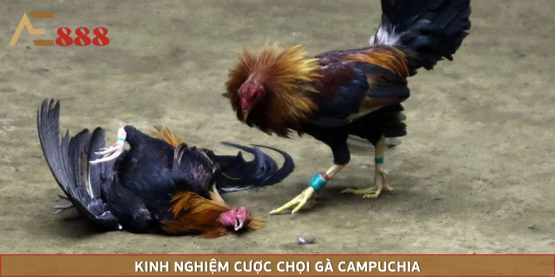 Chú ý tới các kèo để đặt chính xác
