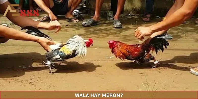Lựa chọn WALA hay MERON cho người mới