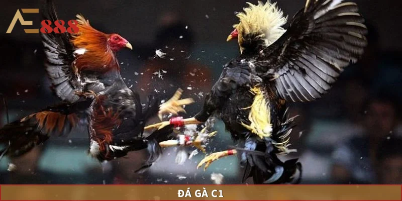 Trực Tiếp Đá Gà C1 Hôm Nay – Đỉnh Cao Trực Tuyến Tại AE888