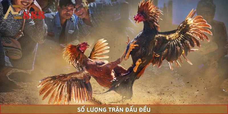 Số lượng trận đấu diễn ra liên tục