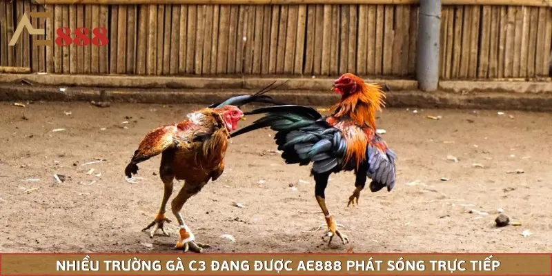 Nhiều trường gà C3 đang được AE888 phát sóng trực tiếp