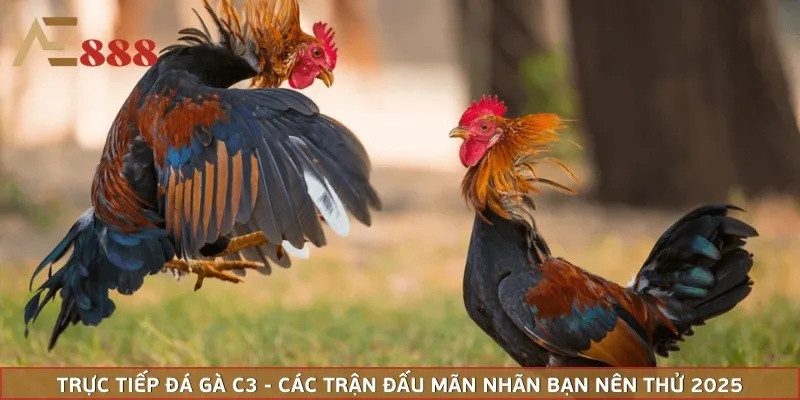 Trực Tiếp Đá Gà C3 - Các Trận đấu Mãn Nhãn Bạn Nên Thử 2025